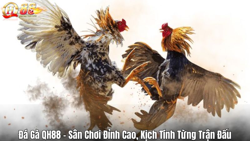 Đá Gà QH88 – Sân Chơi Đỉnh Cao, Kịch Tính Từng Trận Đấu Đá Gà QH88 – Sân Chơi Đỉnh Cao, Kịch Tính Từng Trận Đấu